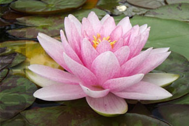 Madame Wilfron Gonnere