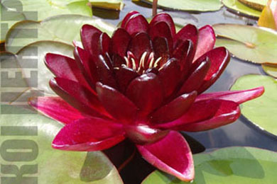 Black Princess | Фото - 0