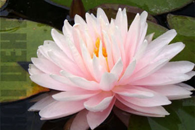 Glorie du Temple-sur-Lot