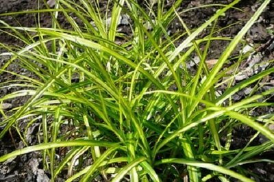 Осока пальмолистная