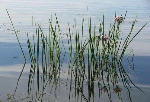 Сусак зонтичный | Фото - 0