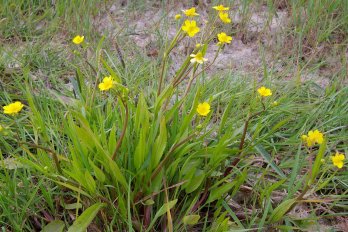 Лютик узколистный Грандифлора ( под заказ) | Фото - 0