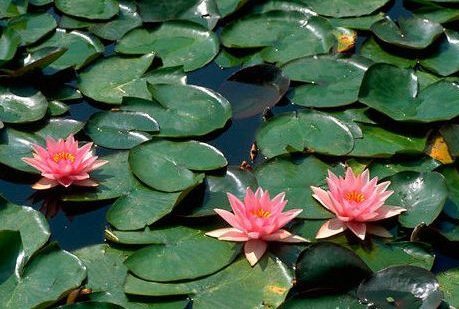 Rosy Morn | Фото - 0