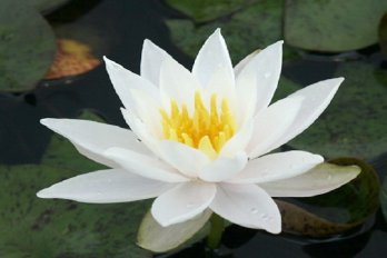 Hazorea Dagan White | Фото - 0