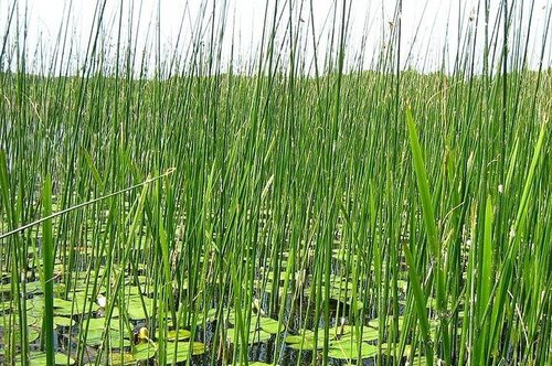 Камыш озерный | Фото - 0