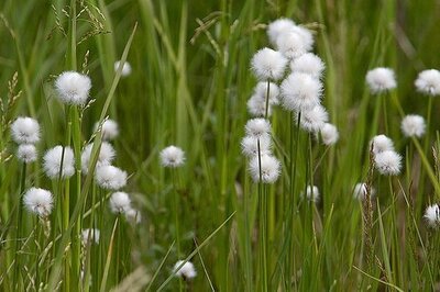 Пушица узколистная ( под заказ)