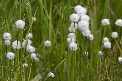Пушица узколистная ( под заказ) | Фото - 0